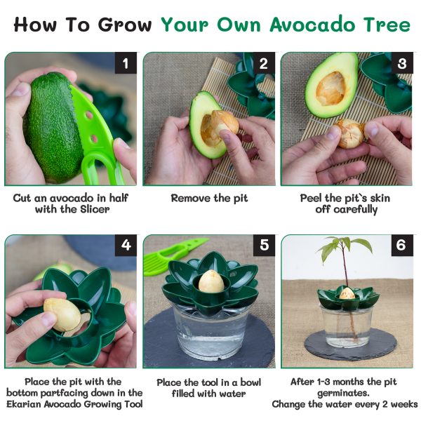 Ekarian Avocado Growing Tool 5
